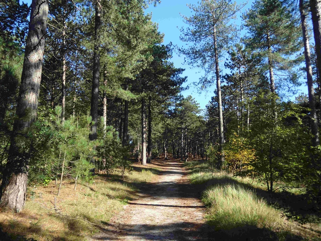 Back to Nature Weekend Retraite met Yoga en Mindfulness in Schoorl op centrum Heel en Al