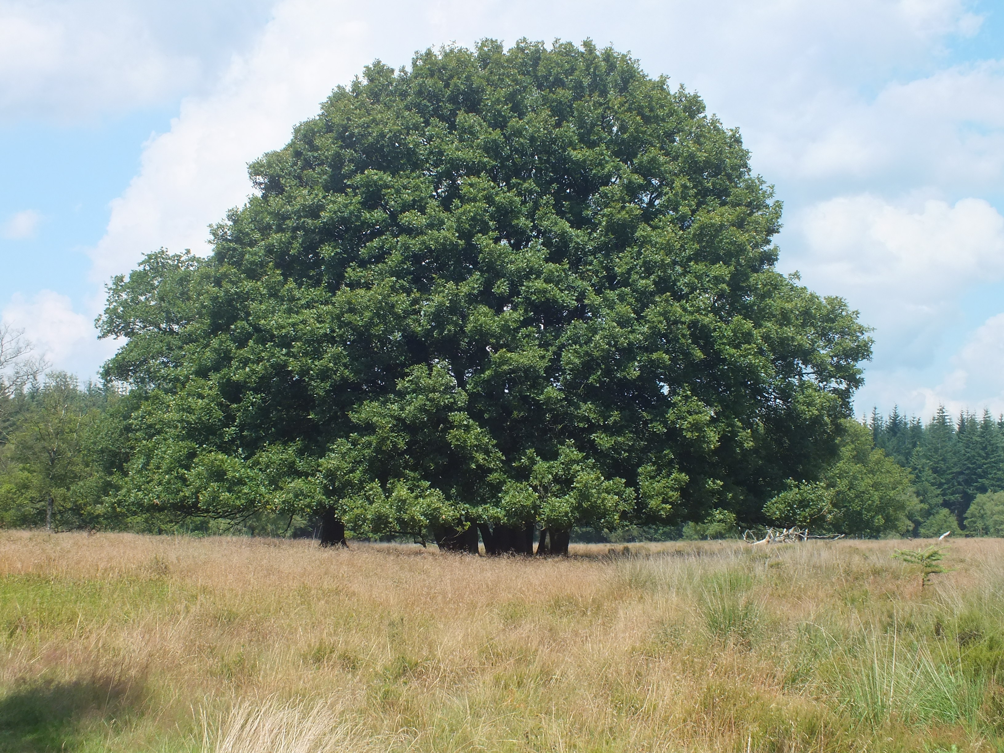 Back to Nature Mindfulness Retraite in Huis Hoog Delen (Veluwe) met Hans Kloosterman