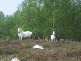 Back to Nature Mindfulness Retraite in Huis Hoog Delen (Veluwe) met Hans Kloosterman