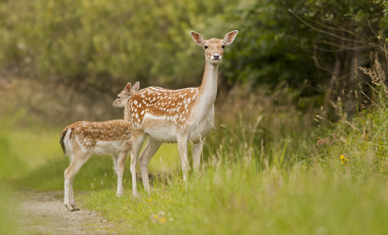 Back to Nature Mindfulness Retraite in Huis Hoog Delen (Veluwe) met Hans Kloosterman